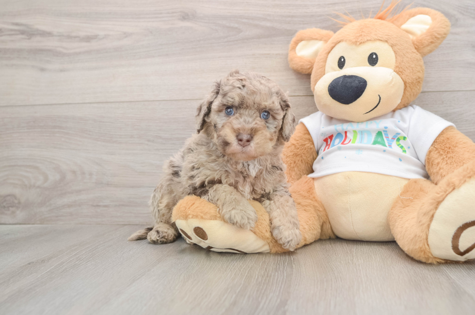 5 week old Mini Labradoodle Puppy For Sale - Pilesgrove Pups