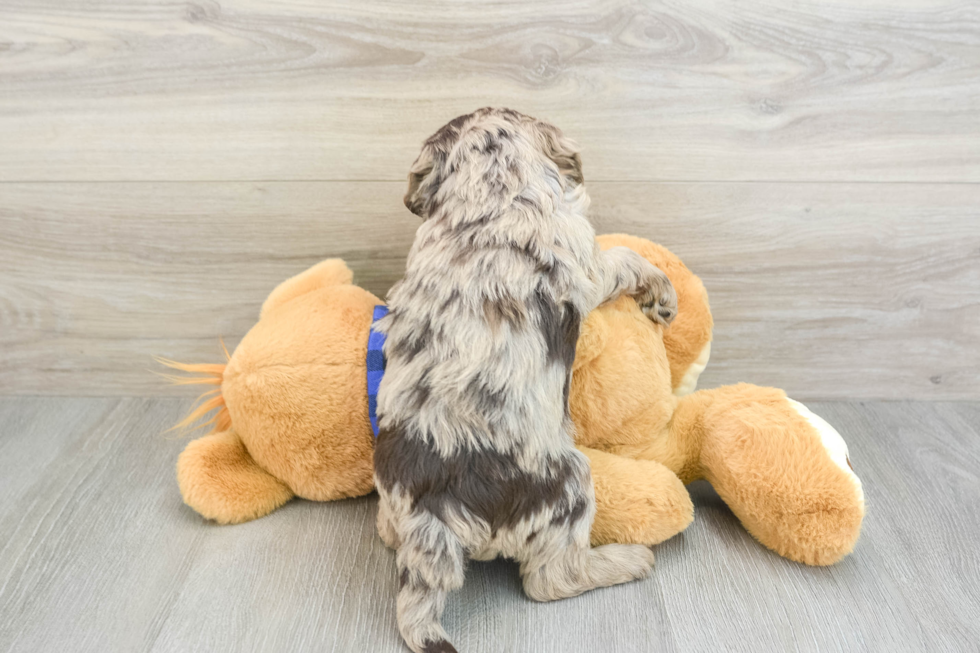 Mini Labradoodle Pup Being Cute