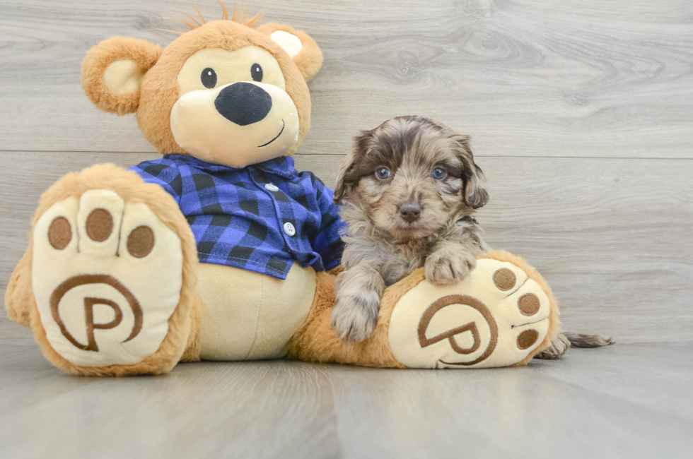 6 week old Mini Labradoodle Puppy For Sale - Pilesgrove Pups