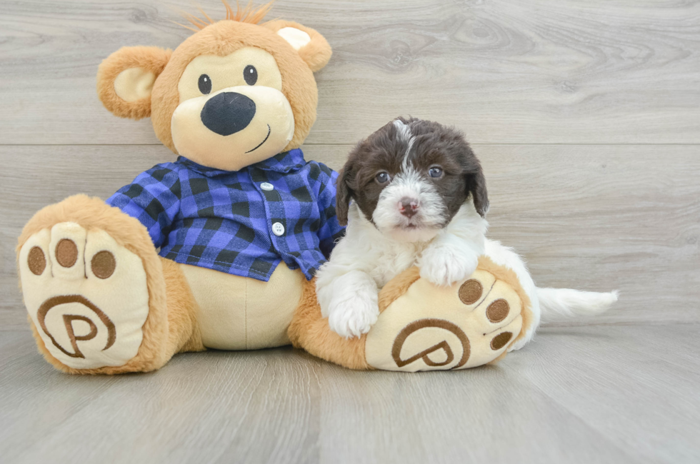 6 week old Mini Labradoodle Puppy For Sale - Pilesgrove Pups