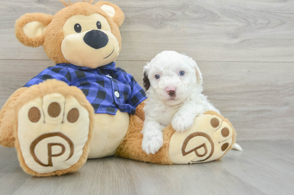 6 week old Mini Labradoodle Puppy For Sale - Pilesgrove Pups