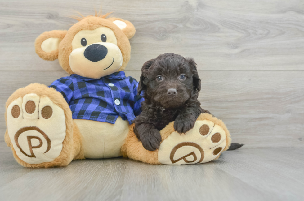 6 week old Mini Labradoodle Puppy For Sale - Pilesgrove Pups