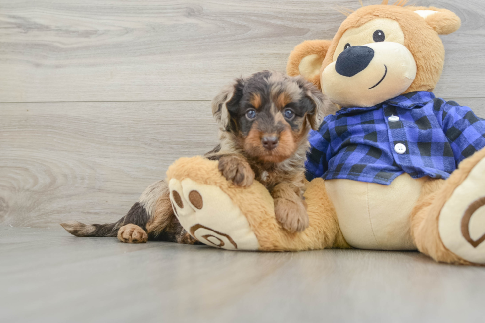 Mini Labradoodle Puppy for Adoption