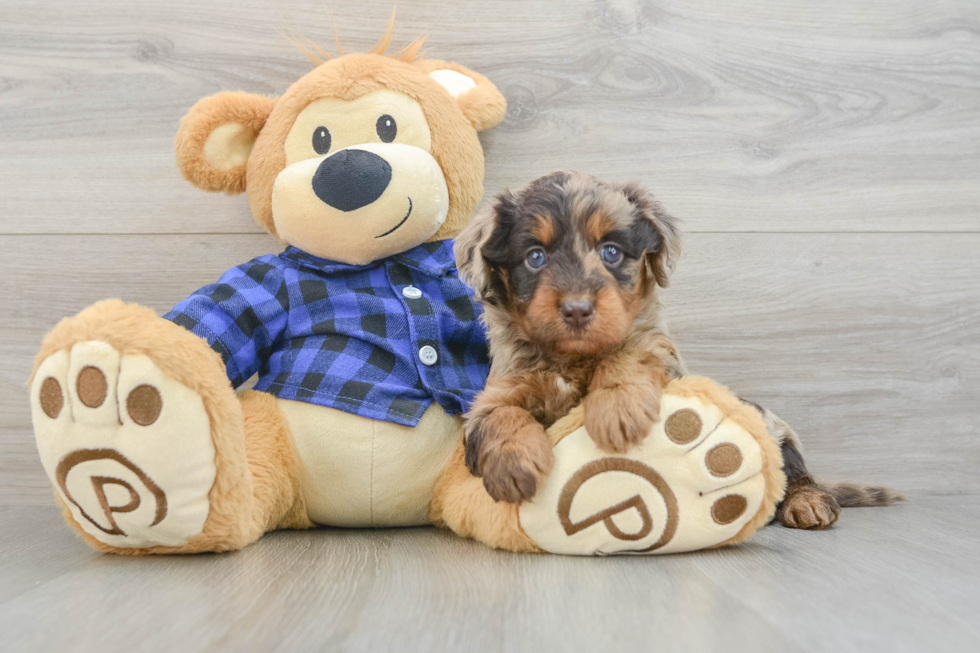 Mini Labradoodle Puppy for Adoption