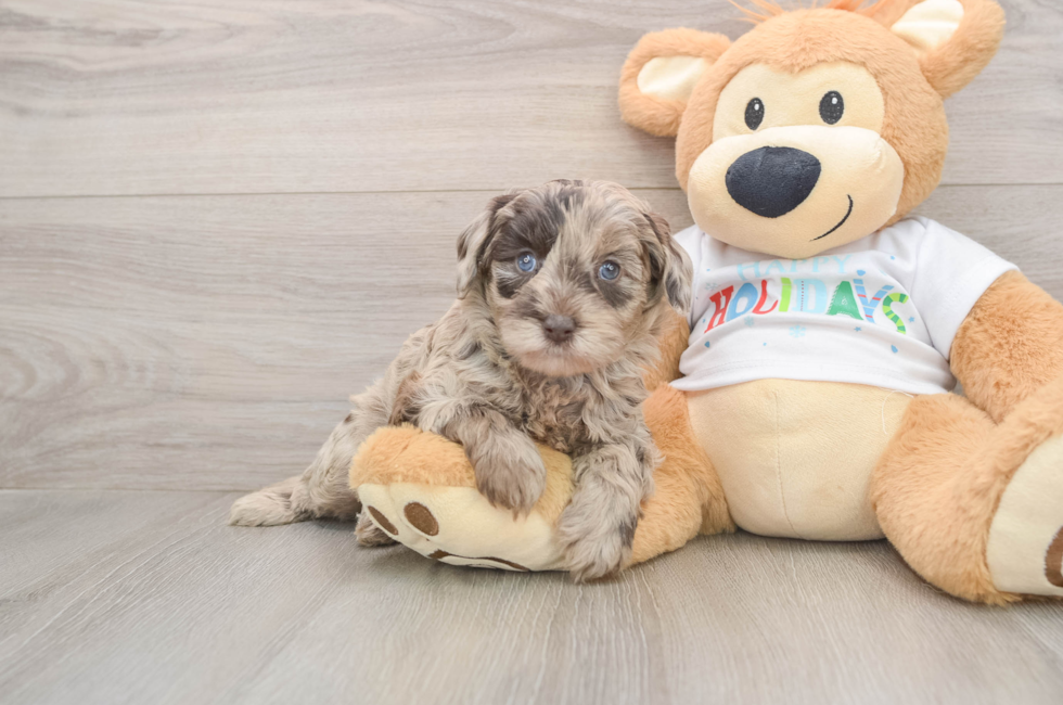 5 week old Mini Labradoodle Puppy For Sale - Pilesgrove Pups