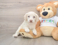 5 week old Mini Labradoodle Puppy For Sale - Pilesgrove Pups