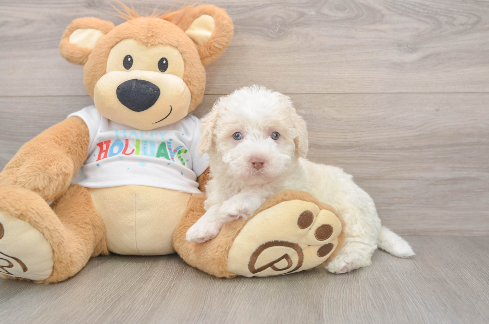 5 week old Mini Labradoodle Puppy For Sale - Pilesgrove Pups