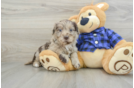 Mini Labradoodle Puppy for Adoption