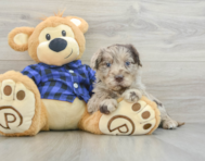 7 week old Mini Labradoodle Puppy For Sale - Pilesgrove Pups