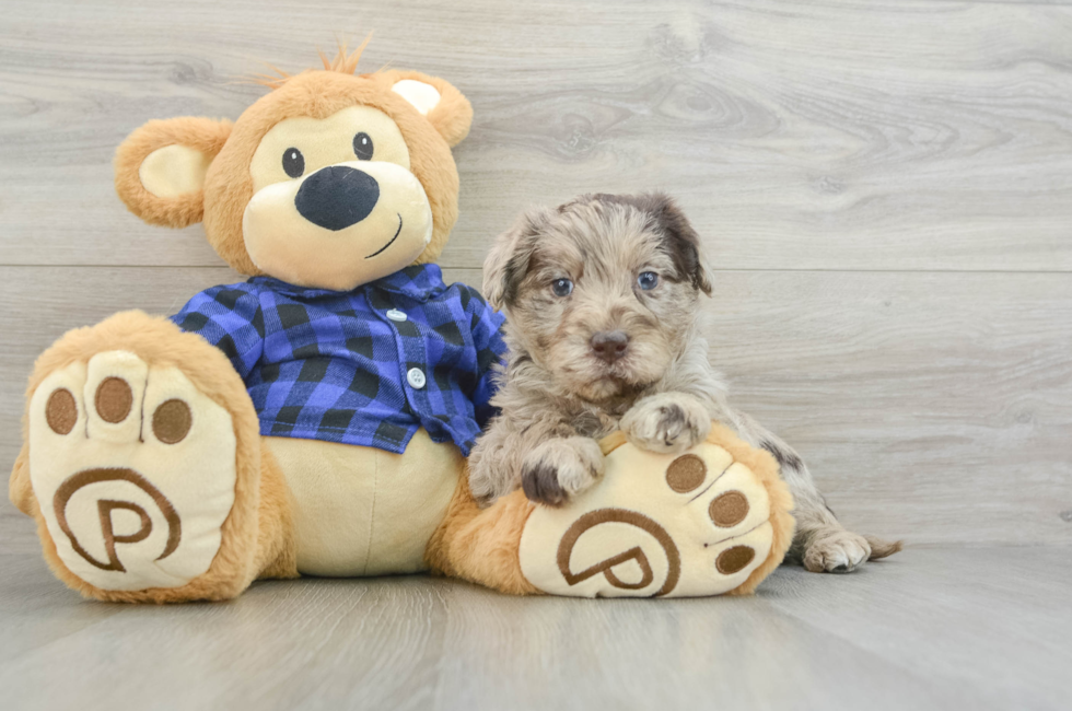 6 week old Mini Labradoodle Puppy For Sale - Pilesgrove Pups