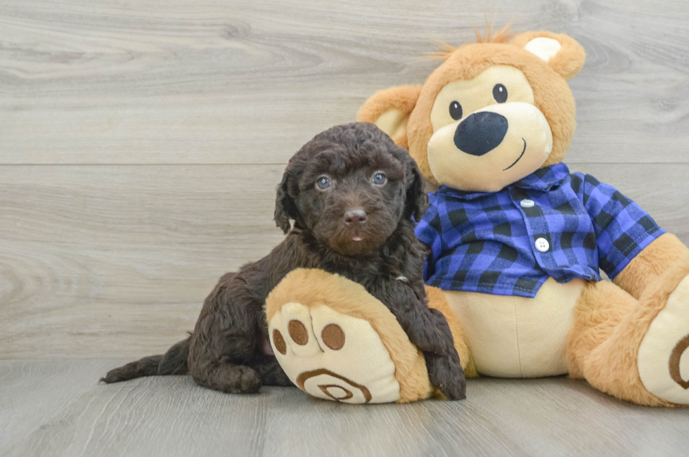 6 week old Mini Labradoodle Puppy For Sale - Pilesgrove Pups