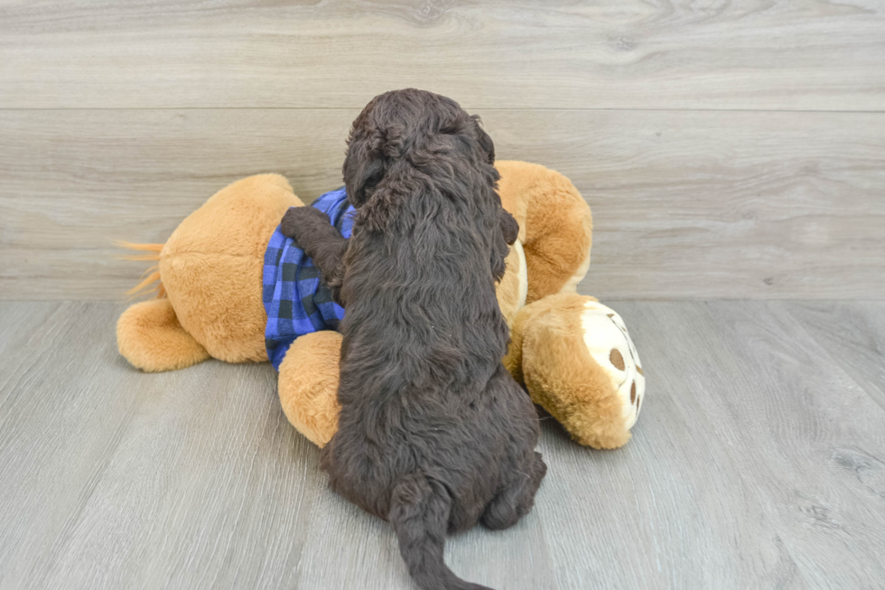 Mini Labradoodle Puppy for Adoption