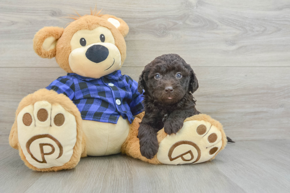 Friendly Mini Labradoodle Baby