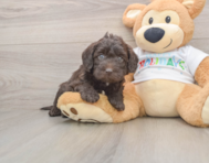 5 week old Mini Labradoodle Puppy For Sale - Pilesgrove Pups
