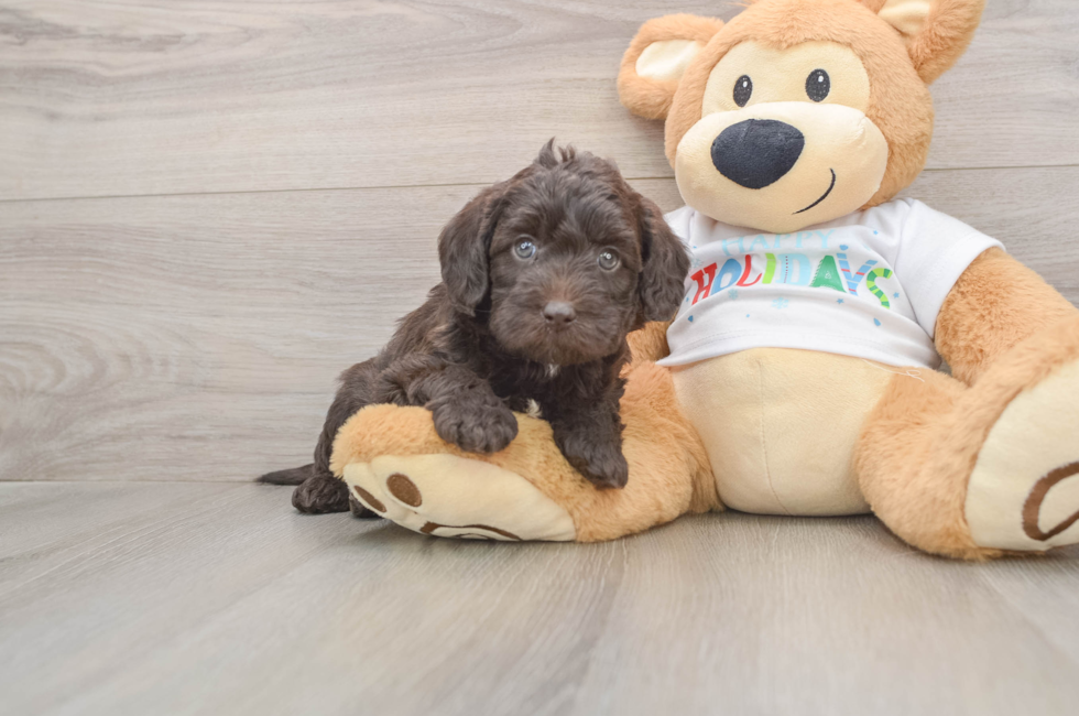 5 week old Mini Labradoodle Puppy For Sale - Pilesgrove Pups