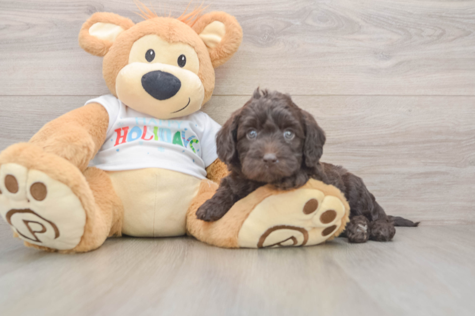 Adorable Labrapoo Poodle Mix Puppy