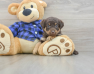 8 week old Mini Labradoodle Puppy For Sale - Pilesgrove Pups