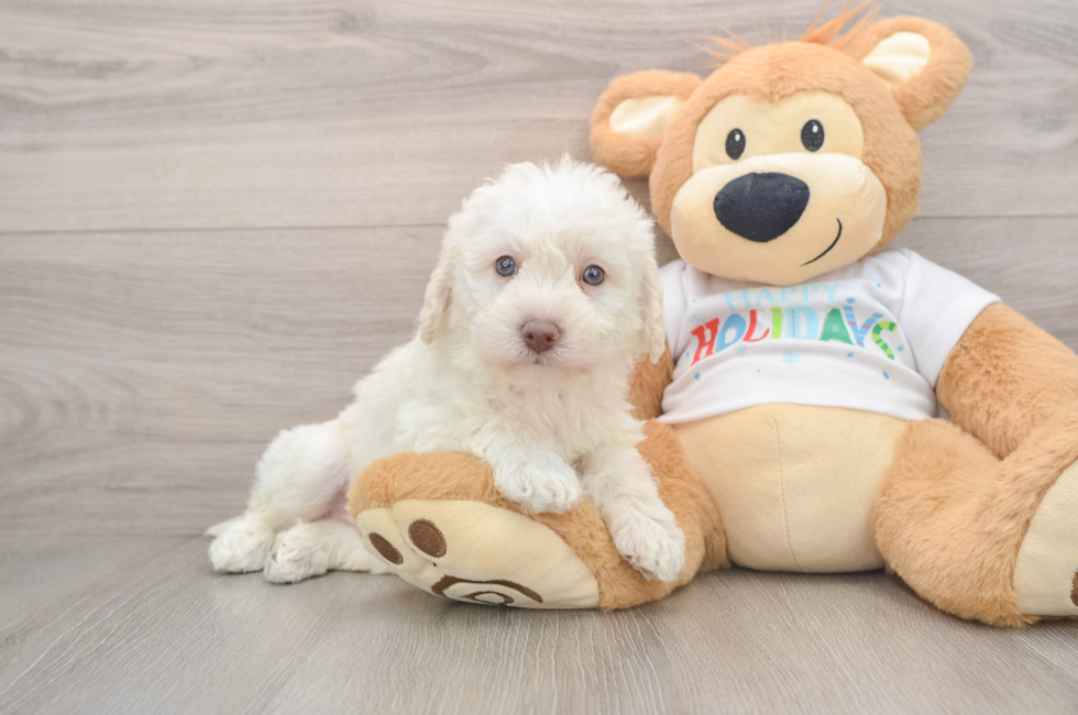 5 week old Mini Labradoodle Puppy For Sale - Pilesgrove Pups