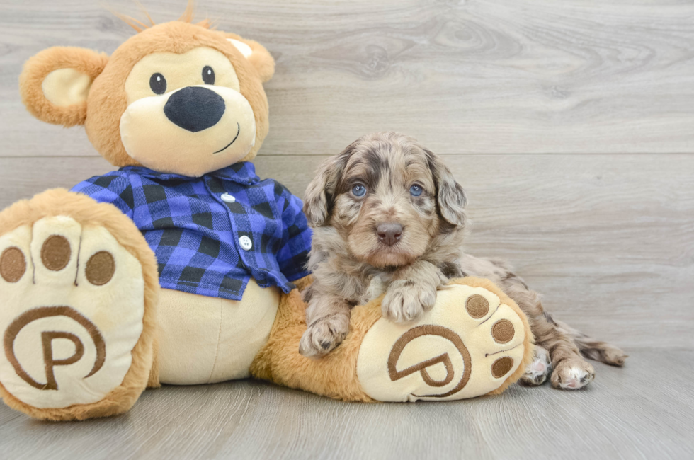 5 week old Mini Labradoodle Puppy For Sale - Pilesgrove Pups