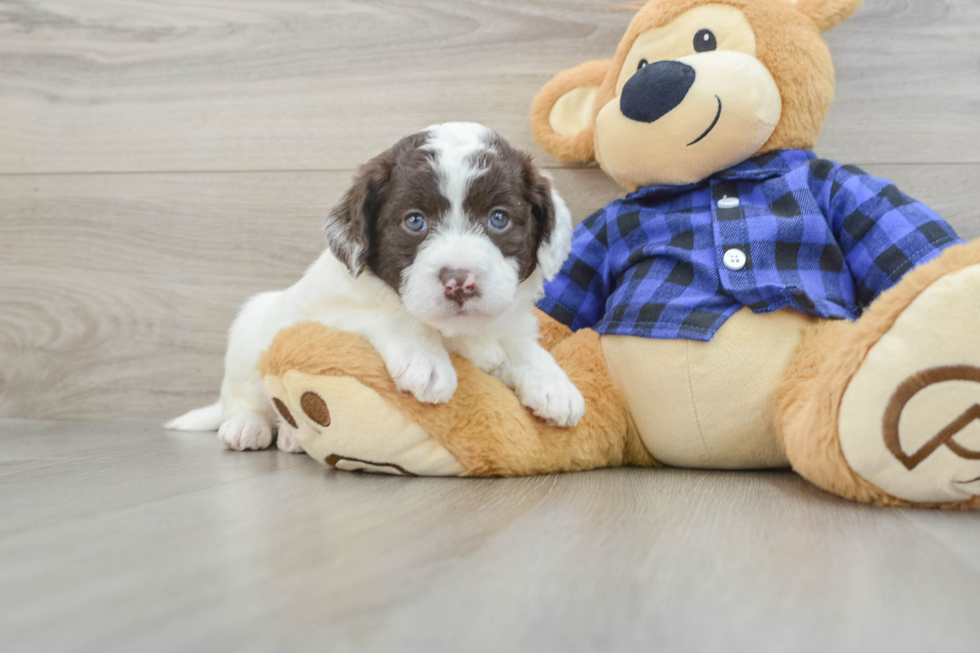 Smart Mini Labradoodle Poodle Mix Pup