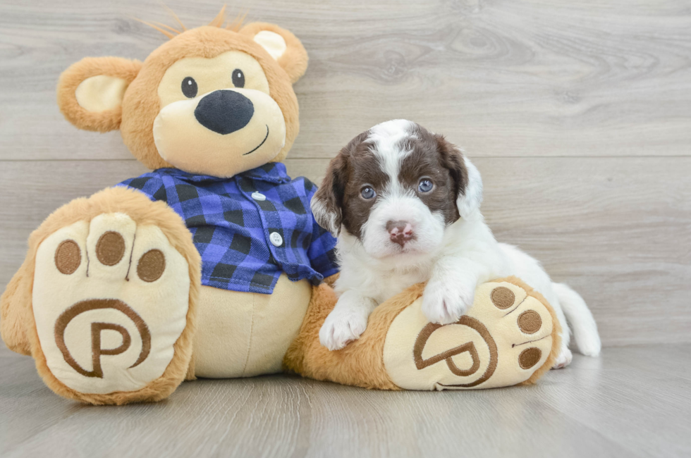 5 week old Mini Labradoodle Puppy For Sale - Pilesgrove Pups