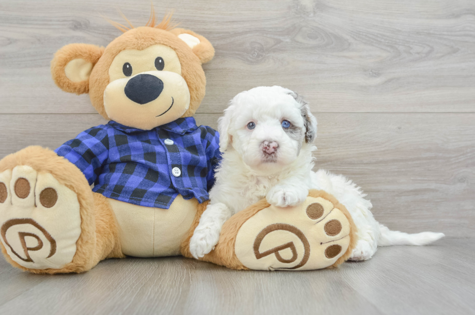 5 week old Mini Labradoodle Puppy For Sale - Pilesgrove Pups