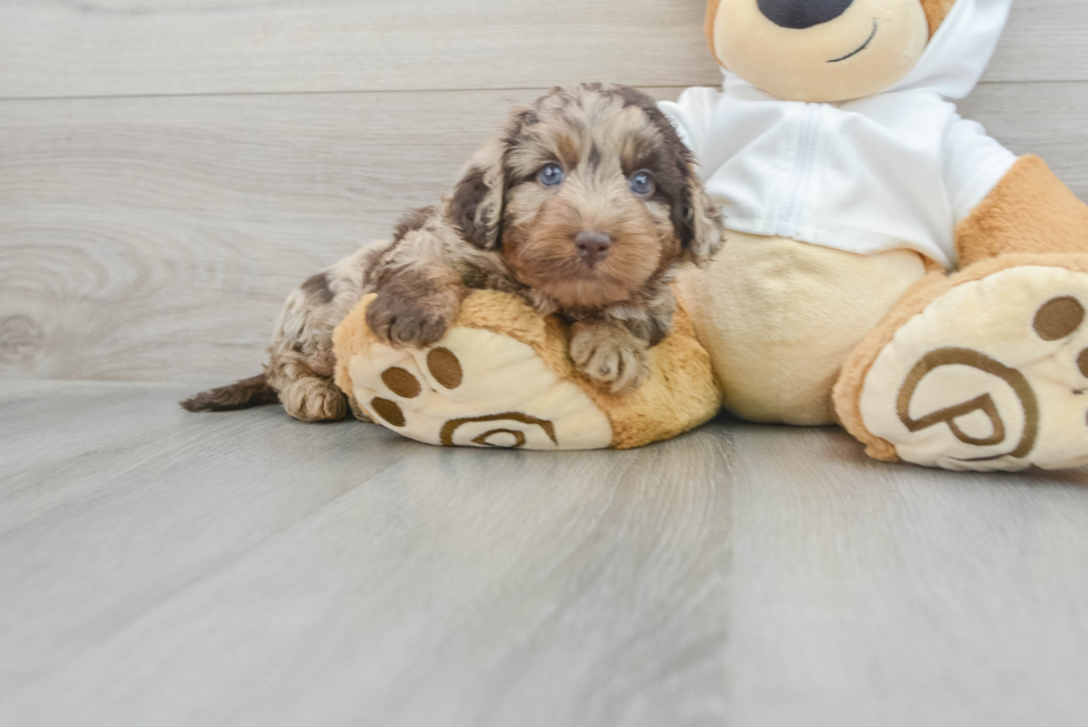 Mini Labradoodle Puppy for Adoption