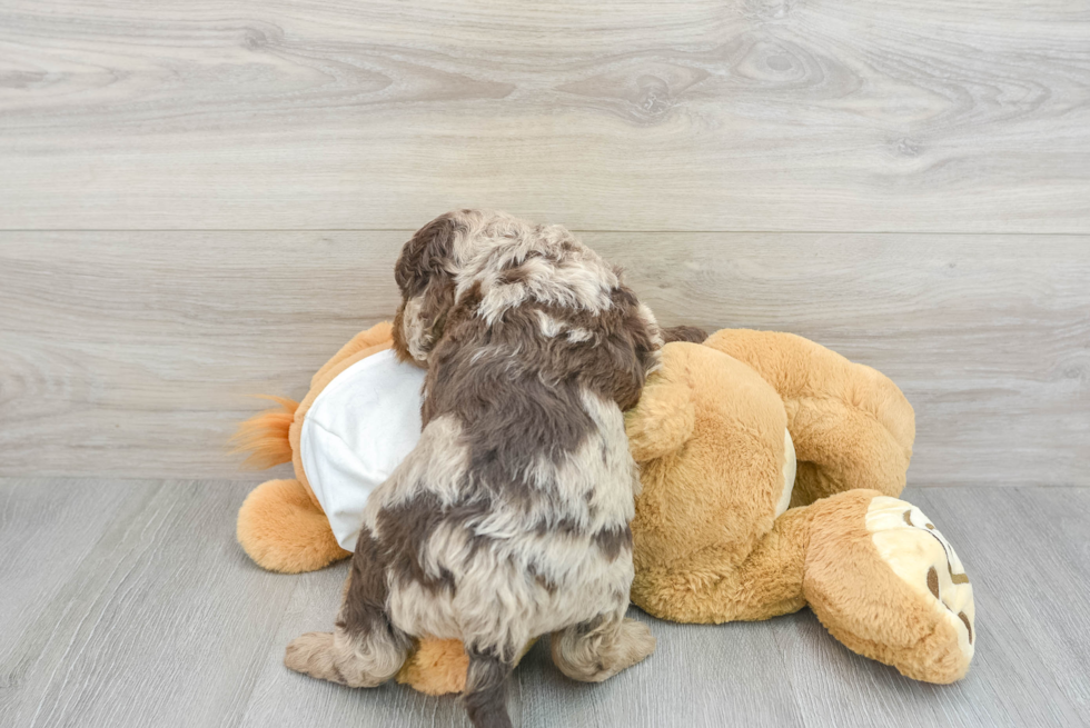 Mini Labradoodle Pup Being Cute