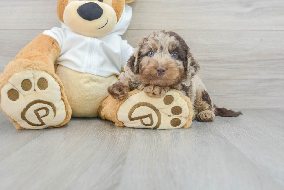 Mini Labradoodle Puppy for Adoption