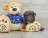 5 week old Mini Labradoodle Puppy For Sale - Pilesgrove Pups