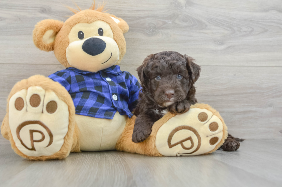 5 week old Mini Labradoodle Puppy For Sale - Pilesgrove Pups