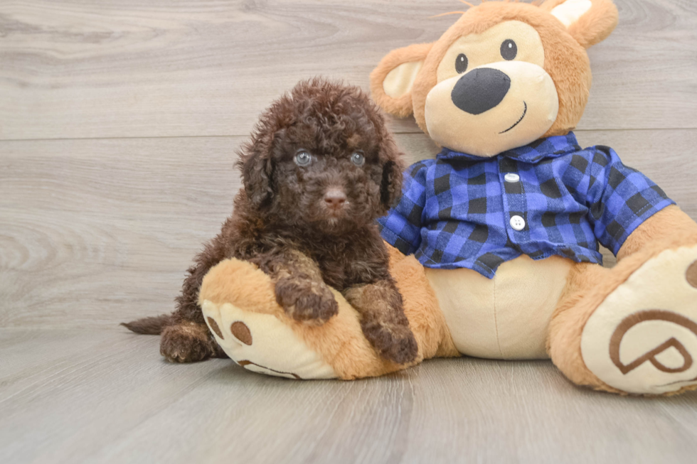 Best Mini Labradoodle Baby
