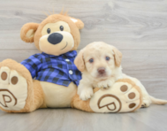 7 week old Mini Labradoodle Puppy For Sale - Pilesgrove Pups