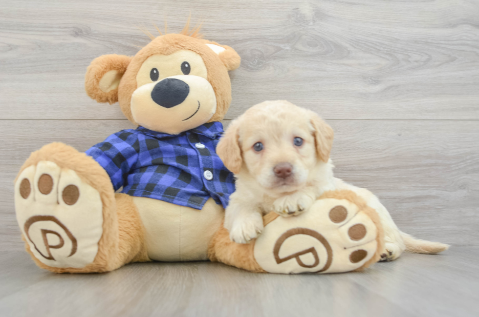 7 week old Mini Labradoodle Puppy For Sale - Pilesgrove Pups