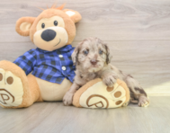 7 week old Mini Labradoodle Puppy For Sale - Pilesgrove Pups