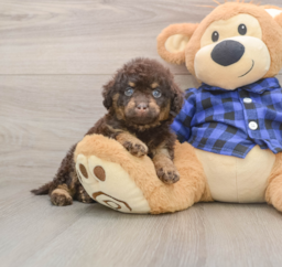 8 week old Mini Labradoodle Puppy For Sale - Pilesgrove Pups
