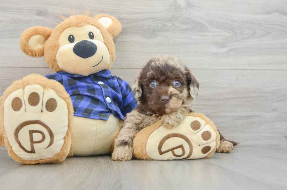 7 week old Mini Labradoodle Puppy For Sale - Pilesgrove Pups