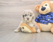 7 week old Mini Labradoodle Puppy For Sale - Pilesgrove Pups
