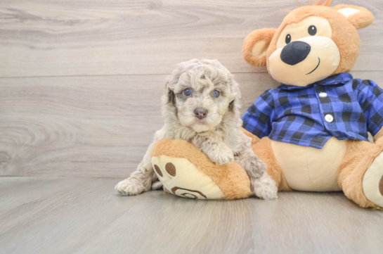 Cute Mini Labradoodle Baby