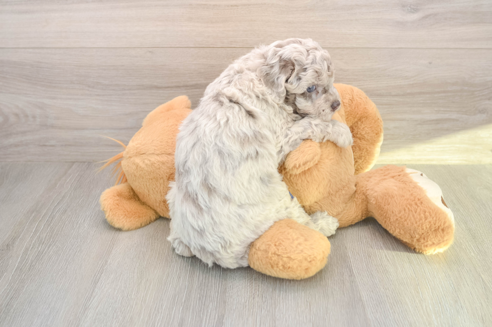 Mini Labradoodle Puppy for Adoption