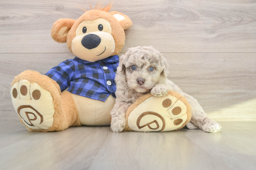 Little Labrapoo Poodle Mix Puppy