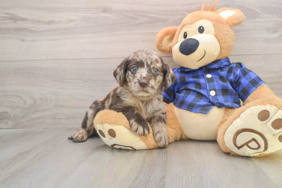 Best Mini Labradoodle Baby