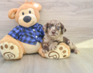 6 week old Mini Labradoodle Puppy For Sale - Pilesgrove Pups