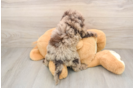 Fluffy Mini Labradoodle Poodle Mix Pup
