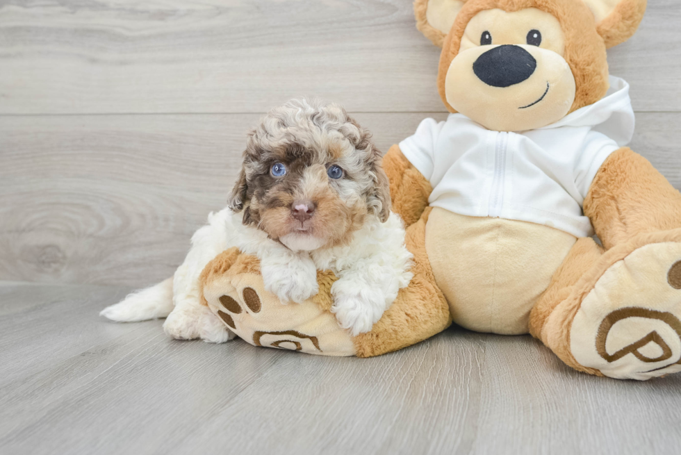 Mini Labradoodle Pup Being Cute