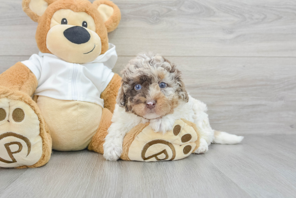 Mini Labradoodle Pup Being Cute