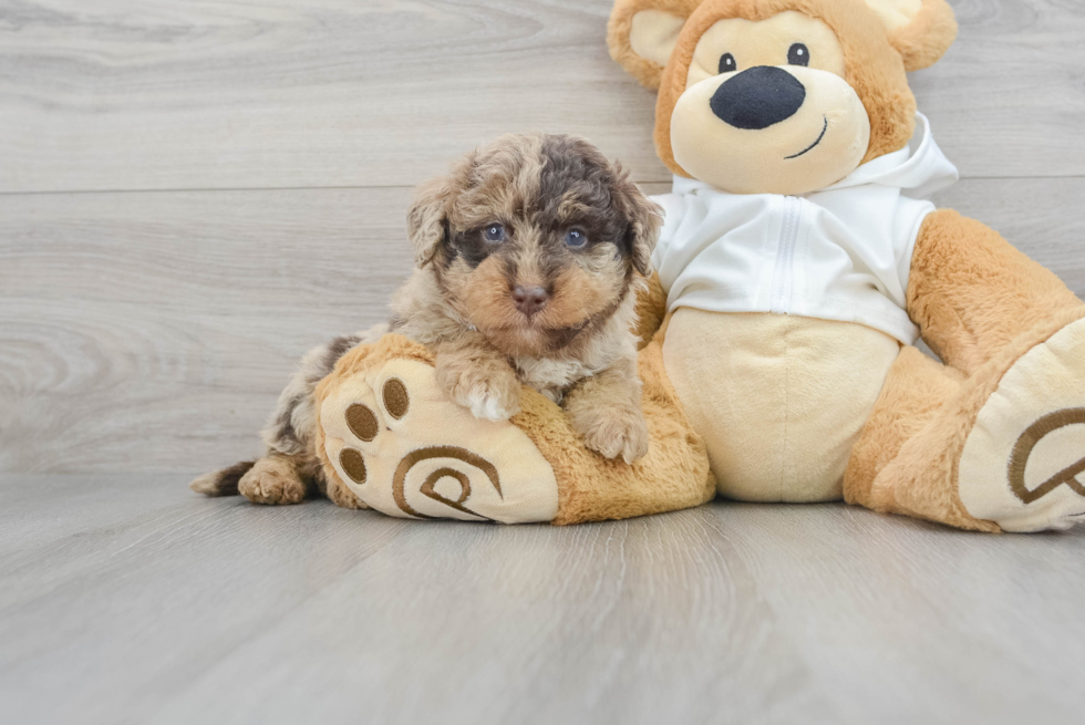 Petite Mini Labradoodle Poodle Mix Pup