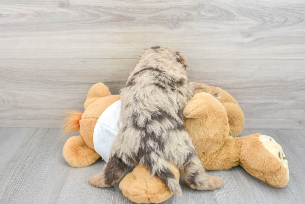 Mini Labradoodle Puppy for Adoption