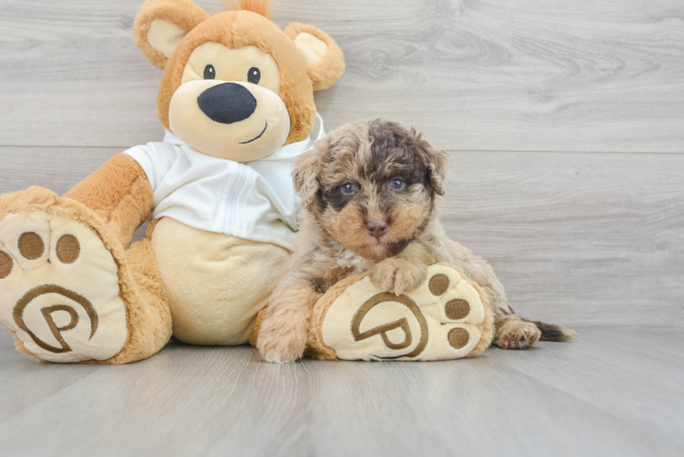 Best Mini Labradoodle Baby