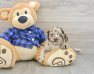 9 week old Mini Labradoodle Puppy For Sale - Pilesgrove Pups